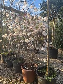 Magnolia stellata
