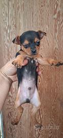 Pincher/chihuahua mini