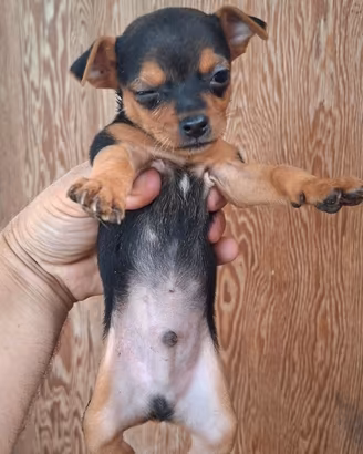 Pincher/chihuahua mini