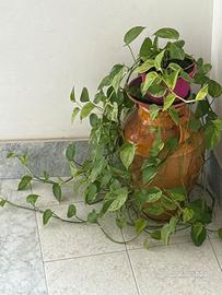 Anfora antica in terracotta con Pothos rigoglioso