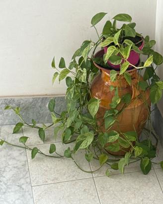Anfora antica in terracotta con Pothos rigoglioso
