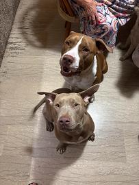Cuccioli cani di pitbull