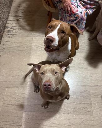 Cuccioli cani di pitbull