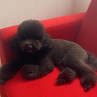 Barboncino nano desidera una fidanzata