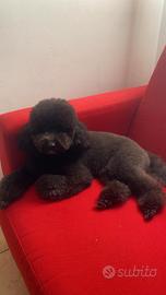 Barboncino nano desidera una fidanzata