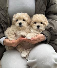 Maltipoo beige