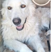 Mix Maremmana 2anni splendida occhi ambra.COSENZA