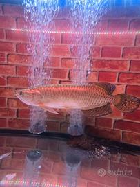 Pesci Predatori Ciclidi