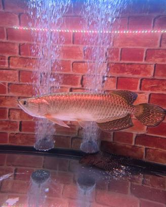 Pesci Predatori Ciclidi