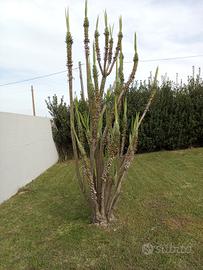 Pianta