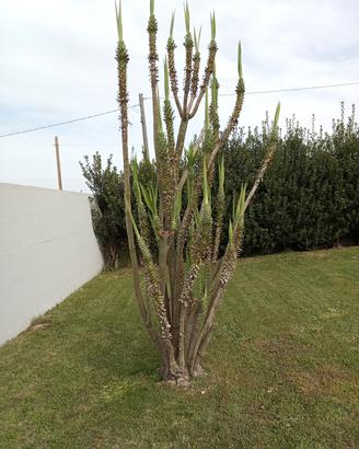 Pianta