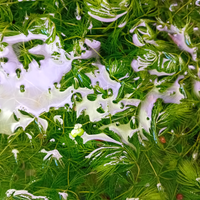 Pianta Acquatica Galleggiante Ceratophyllum - Lago