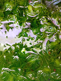 Pianta Acquatica Galleggiante Ceratophyllum - Lago