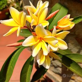 Plumeria Aztec Gold Gialla fiori profumati pomelia