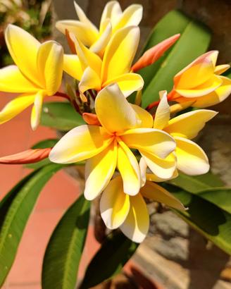 Plumeria Aztec Gold Gialla fiori profumati pomelia