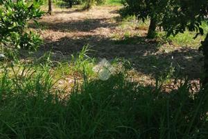 TER. AGRICOLO A SQUILLACE