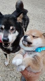 Femmina di SHIBA Inu adulta