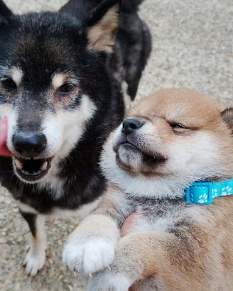 Femmina di SHIBA Inu adulta