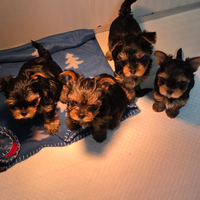 Yorkshire maschi 700