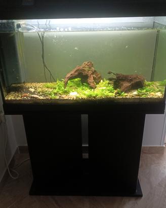 acquario Tenerif 88