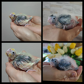 Calopsitte da imbeccare a mano diversi colori