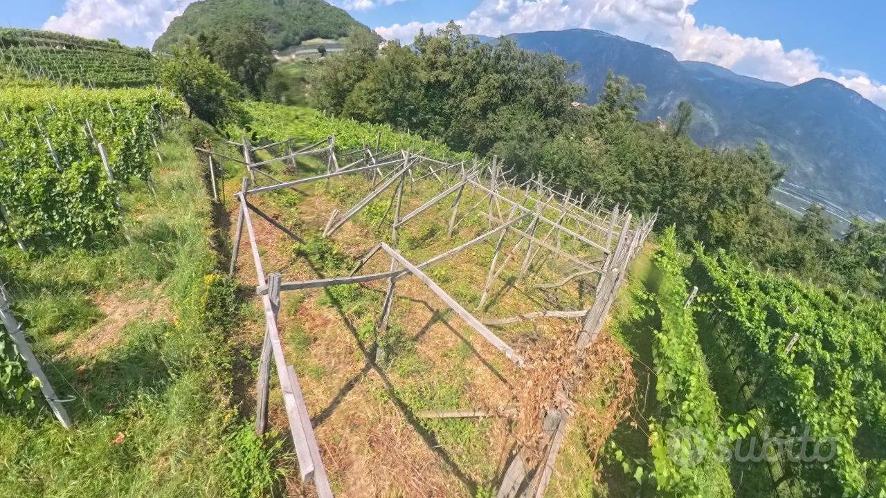 Vigneto nei dintorni di Prissiano - Vista 2