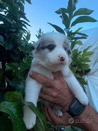 Ultima Cucciola di border collie