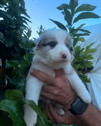 Ultima Cucciola di border collie