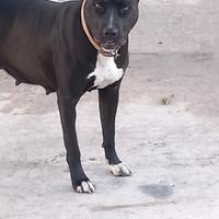 Pitbull femmina