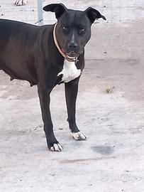 Pitbull femmina