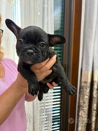 Cuccioli bulldog francese
