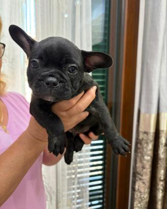 Cuccioli bulldog francese