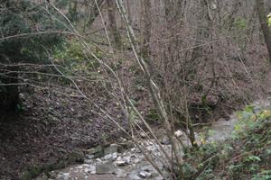 Bosco in pendenza mq. 3500 con fabbricato demolito