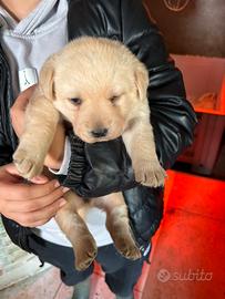 Labrador retriever