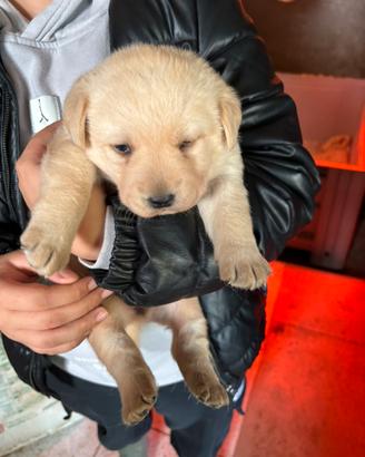 Labrador retriever