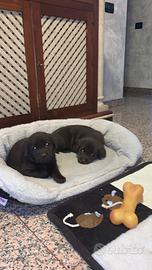 Cuccioli di labrador chocolate