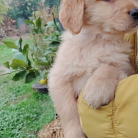 Golden retriever linea Americana