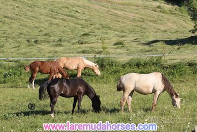 LA REMUDA Horses