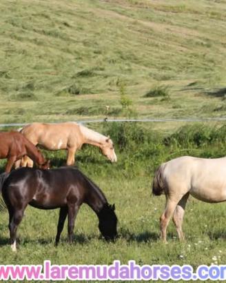 LA REMUDA Horses