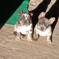 Bulldog lilac merle