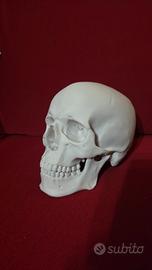 Teschio umano stampato in 3D realistico