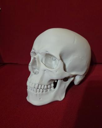 Teschio umano stampato in 3D realistico