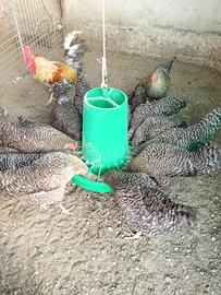 Galline ovaiole Nere Barrate