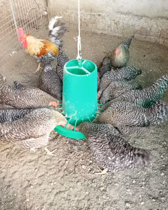 Galline ovaiole Nere Barrate