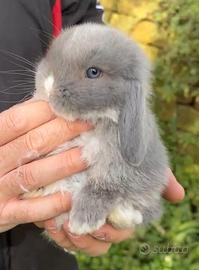 Conigli ariete nano cuccioli