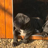 Cuccioli cane corso alta genealogia