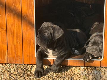Cuccioli cane corso alta genealogia