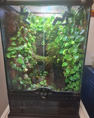 Rana + terrario