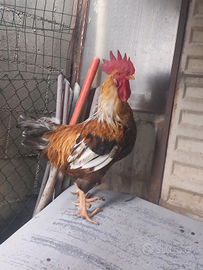 Gallo rosso