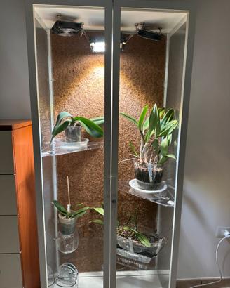 Vetrina serra per piante tropicali